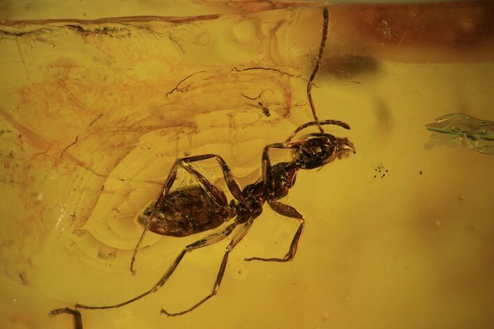 mm Detailed Fossil Ant (Formicidae) In Baltic Amber #120644